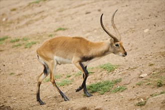 Southern lechwe (Kobus leche) in the dessert, captive, distribution Africa