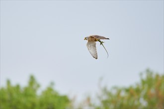 Turmfalke (Falco tinnunculus) with a hunted lizard, flying, France, Europe