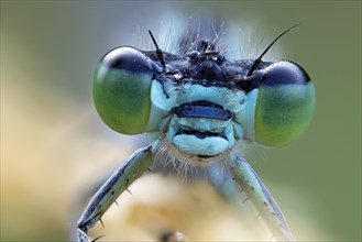 Large damselfly Close-up of the head of a dragonfly with large eyes