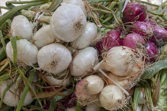White and red common onions (Allium cepa), weekly market market, Catania, Sicily, Italy, Europe