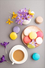 Multicolored macaroons with spring snowdrop crocus flowers and cup of coffee on gray pastel