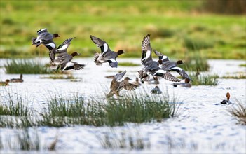 Eurasian Wigeon, (Mareca penelope) birds in flight over marshes