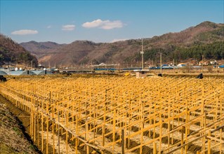 Rows of wooden frames for spring planting of ginseng crop in small rural mountain farm community
