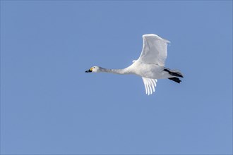 Tundra swan (Cygnus bewickii), flying, Emsland, Lower Saxony, Germany, Europe