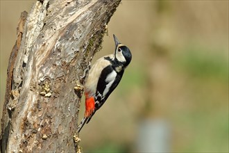 Great spotted woodpecker (Dendrocopos major), female, sitting attentively on an old tree trunk,