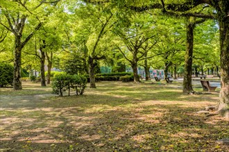 Landscape of a peaceful shaded park in Hiroshima, Japan, Asia
