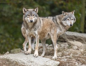 Gray wolves (Canis lupus) look attentively, captive, Germany, Europe