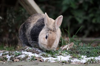 Bunny (Oryctolagus cuniculus domesticus), pet, outdoors, snow, grass, Easter, A brown rabbit sits