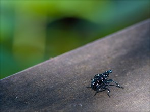 Small black beetle with white spots on wooden rail with blurred background