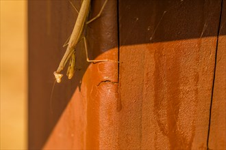 Pray mantis on brown fence post looking at camera