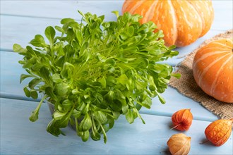 Microgreen sprouts of lettuce with pumpkin on blue wooden background. Side view, close up