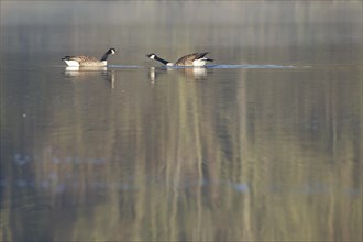 Canada goose (Branta canadensis) two adult birds interacting on a lake, Suffolk, England, United