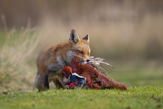 Red fox (Vulpes vulpes) adult animal carrying a dead Common Pheasant (Phasianus colchicus),
