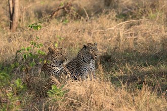 Leopard (Panthera pardus), adult, pair, alert, Sabi Sand Game Reserve, Kruger NP, Kruger National