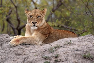Lion (Panthera leo), adult, female, alert, sitting on rocks, Sabi Sand Game Reserve, Kruger