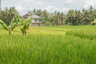 Rice fields in countryside, Ubud, Bali, Indonesia, green grass, large trees, jungle and cloudy sky.
