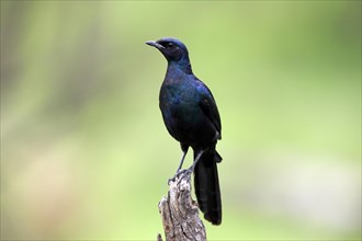 Meves' Glossy Starling, Lamprotornis mevesii, adult, in perch, Kruger National Park, South Africa,