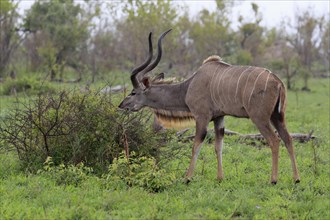 Greater Kudu, zambezi greater kudu (Strepsiceros zambesiensis), adult, male, foraging, feeding,