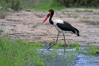 Saddle-billed stork (Ephippiorhynchus senegalensis), adult, foraging, in the water, Kruger National