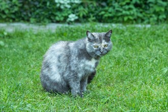 Gray spotted cat with green eyes sits in the bushes and watches against a background of green