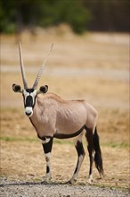 South African oryx (Oryx gazella) in the dessert, captive, distribution Africa