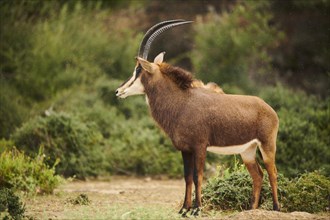 Sable antelope (Hippotragus niger) in the dessert, captive, distribution Africa