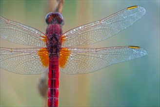 Broad Scarlet (Crocothemis erythraea) male resting in the evening. Bas-Rhin, Alsace, Grand Est,