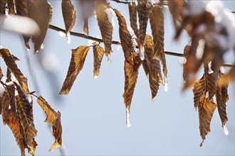 Beech leaves in winter, Germany, Europe
