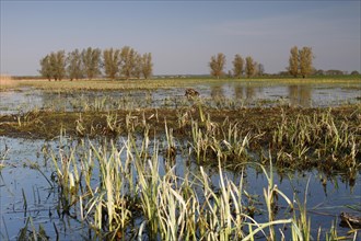 Wetland biotope in the Peene valley, waterlogged meadows, rare habitat for endangered plants and