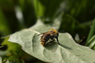 Honey bee (Apis mellifera) on leaf, close-up, Neubeuern, Bavaria, Germany, Europe