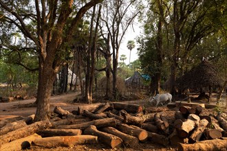 Tree trunks, village near Addateegala, Andhra Pradesh, India, Asia