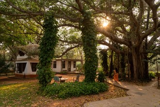 Banyan Tree, Central Guest House, future city Auroville, near Pondicherry or Puducherry, Tamil
