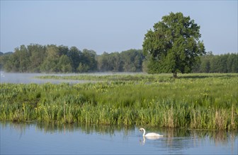 Wetland, wet meadow, water surface, mute swan (Cygnus olor), marsh iris (Iris pseudacorus) in