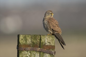 Common kestrel (Falco tinnunculus) adult male bird on a wooden fence post, Kent, England, United