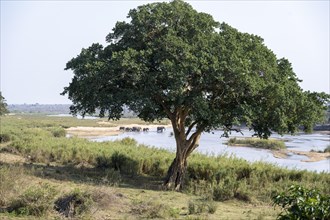 A large tree on the banks of the Sabie River with a herd of elephants (Loxodonta africana) in the