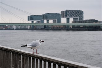 Seagull (Larinae) on the Rhine, behind it the crane houses, blurred background, Cologne, Germany,