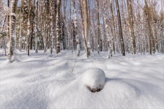Snow-covered forests in the Vosges in winter. Bas-Rhin, Alsace, Grand Est, France, Europe