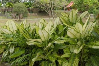 Dieffenbachia beds in botanical garden, selective focus, copy space, malaysia, Kuching orchid park