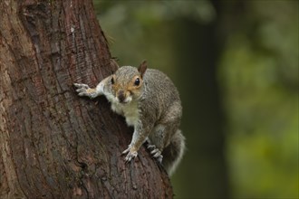 Grey squirrel (Sciurus carolinensis) adult animal on a tree trunk, Suffolk, England, United