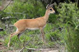Steenbok (Raphicerus campestris), adult, male, foraging, vigilant, dwarf antelope, Kruger National