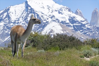 Guanaco (Llama guanicoe), Huanako, Torres del Paine National Park, Patagonia, End of the World,