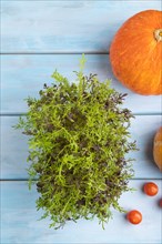 Microgreen sprouts of mizuna cabbage with pumpkin on blue wooden background. Top view, flat lay,