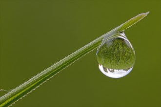 A crystal-clear drop of water hangs from a blade of grass