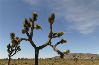 Joshua trees (Yucca brevifolia), Joshua Tree National Park, Palm Desert, Southern California, USA,
