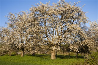 White blossoming fruit trees in a meadow in spring, the sky is blue, the sun is shining, it's