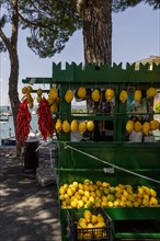 Stall with chilli peppers and lemon citrus (Citrus medica), Cedrat, Lake Garda, Sirmione, Province