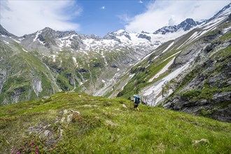 Mountaineer on hiking trail in picturesque mountain landscape with blooming alpine roses, in the