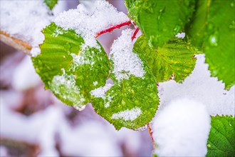 Leaves of a blackberry bush (Rubus) in winter with snow on the leaves, Jena, Thuringia, Germany,