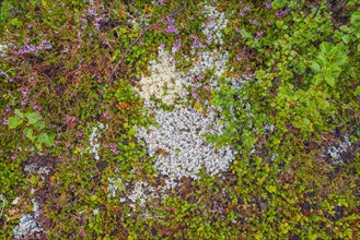 Broom common heather (Calluna vulgaris), true reindeer lichen (Cladonia rangiferina), dwarf birch