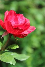 Red rose growing in garden. Beautiful flower closeup blossom in garden. Beautiful flower of rose